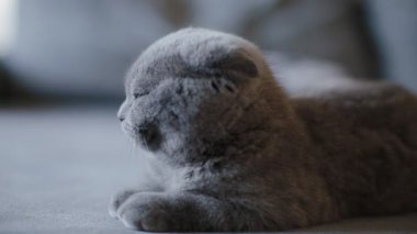 Kanepede yatan, sarkık kulaklı, gri İngiliz kedi yavrusu. İçerideki sevimli evcil hayvan..
