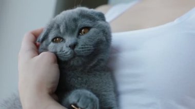 Kadın kollarında oturan onu lop kulaklı İngiliz gri kedi yavrusu pet. Kapalı alanda yavru kedinin yakın çekim çekimi.
