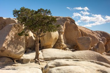 Joshua Tree Ulusal Parkı