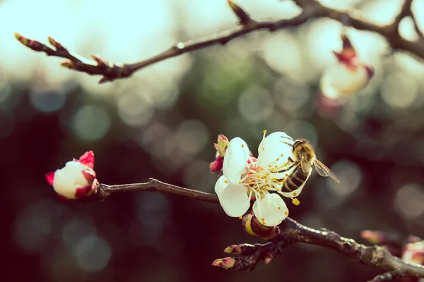 蜂と桜の開花blommande cherry med bee — Stockfoto