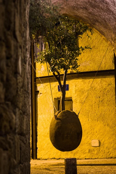 Eski jaffa asma ağacı — Stok fotoğraf