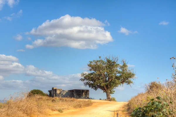 Albero solitario — Foto Stock