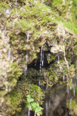 Ein gedi bahar ölü deniz alanında, İsrail.