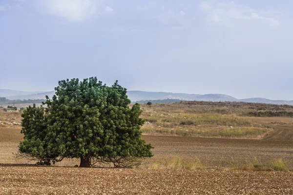 Drzewo na polu. — Zdjęcie stockowe