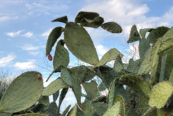 Tzabar kaktus — Zdjęcie stockowe