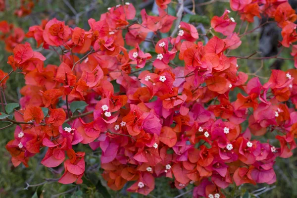 Bougainvillea czerwony kwiat — Zdjęcie stockowe