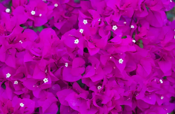Lila Bougainvillea Blume — Stockfoto