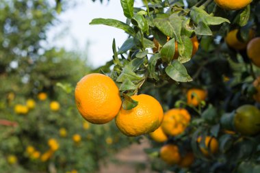 mandalina grove