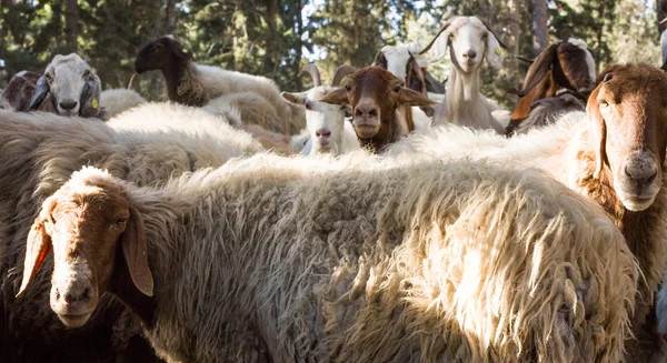 Troupeau de moutons — Photo