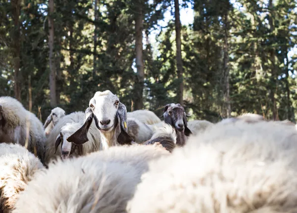 Troupeau de moutons — Photo