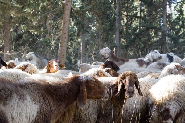 Koyun sürüsü — Stok fotoğraf