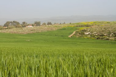 Buğday tarlası ve kırsal alan .