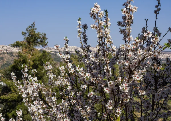 Smukke mandel blomster  . - Stock-foto