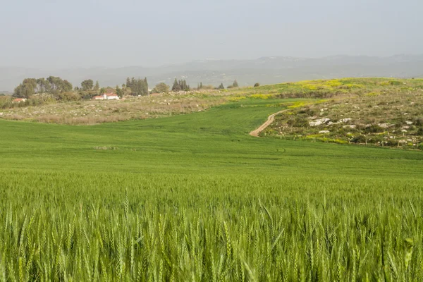 Campo de trigo e paisagem rural . — Fotografia de Stock