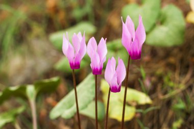 Ormandaki yabani Siklamen hederifolium .