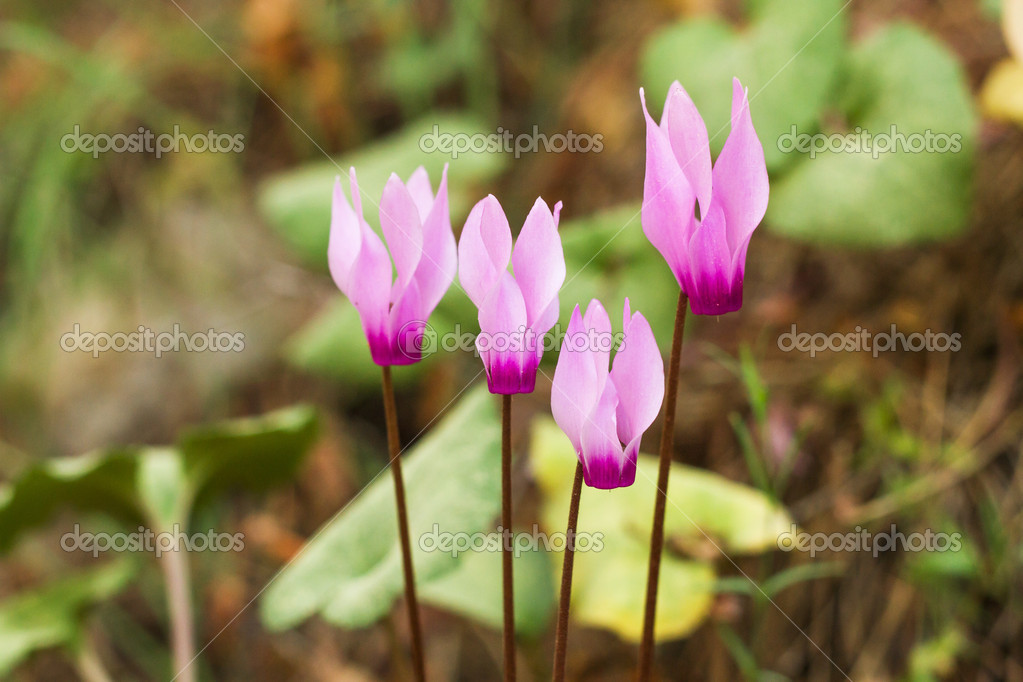 森で野生のシクラメン Hederifolium ストック写真 C Suprunvit
