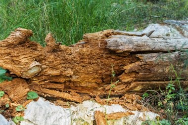 Ölü ağaç, çürümüş .