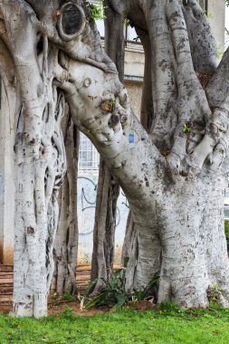 Dev ficus parkta. İsrail.