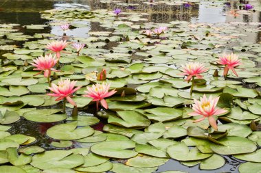 Pembe Lotus güzel fotoğraf .