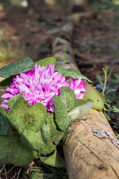 Ciclamen silvestre hederifolium en el bosque  . —  Fotos de Stock