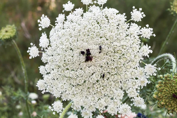 Wild plants apiaceae in forest . Israel . — Stockfoto