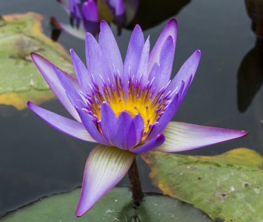 Leylak lotus güzel fotoğraf .