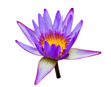 Leylak lotus güzel fotoğraf .