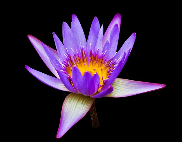 Красивое фото лилового лотоса  . — стоковое фото