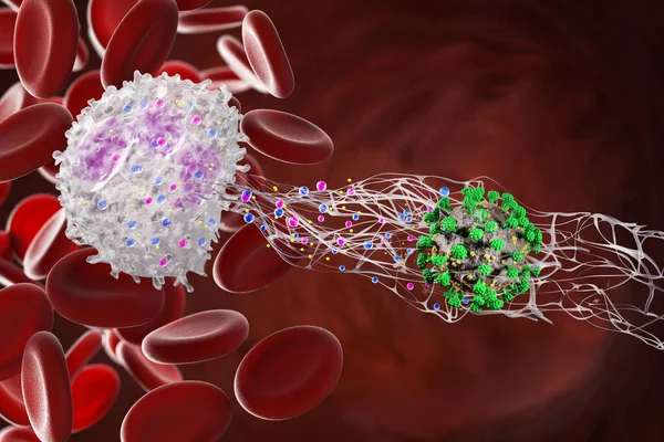 Kandaki Lökositler Netosis Nötrofil Hücre Dışı Tuzakları Oluşturur Bağışıklık Sistemi Telifsiz Stok Imajlar