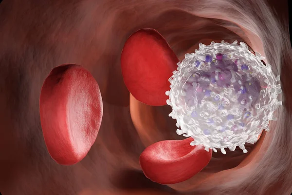 Lökosit Damardaki Beyaz Kan Hücreleri Virüs Bakterilere Karşı Koruma Bilim - Stok İmaj