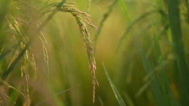 Altın pirinç, sonbahar olgunlaşmış pirinç tarlası