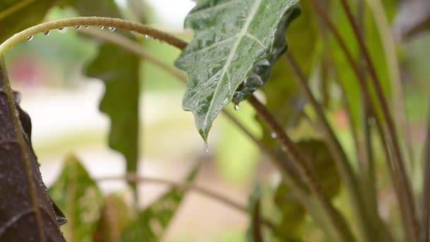 Vízcsepp Lefolyik Egy Taro Levélre Növényi Levelek Esőcseppekkel Reggel — Stock videók