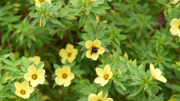 スローモーション大工蜂の土地とダミアナの花からの葉の映像 カーペンター蜂ダミアナの花の蜂蜜を食べる — ストック動画