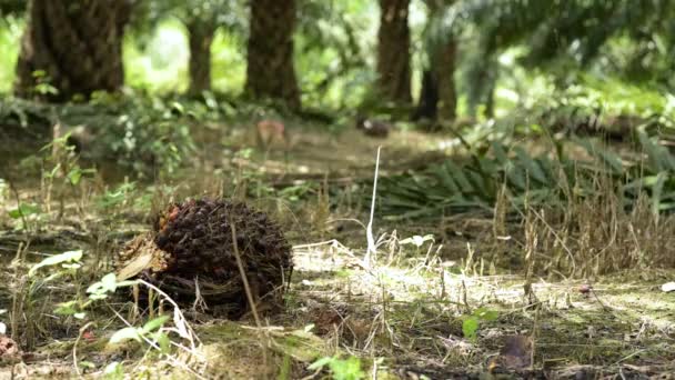 Close Palm Oil Falls Rolls Ground Harvesting Palm Oil — Stock video