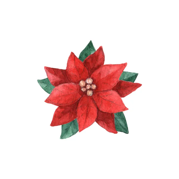 Planta Poinsettia Roja Con Hojas Navidad Elemento Diseño Decorativo Vacaciones — Foto de Stock