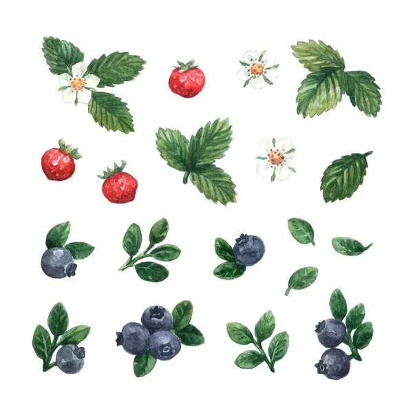 Watercolor Hand Painted Set Blueberry Strawberry Flowers Summer Floral Illustration — Stock Photo, Image