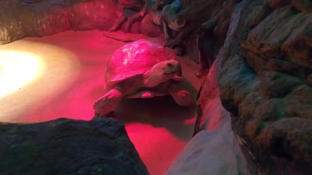 Velká Exotická Želva Teráriu — Stock video
