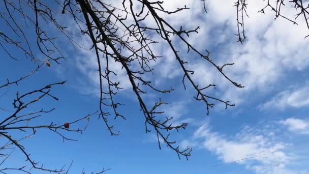하늘을 배경으로 구름낀 배경에는 나뭇가지들이 있습니다 과떨어진 낙엽에 있습니다 배경에 — 비디오