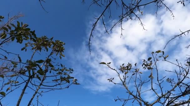 秋天的叶子映衬着蓝天 蓝云天背景下的稀疏枝条 秋末落叶有复刻空间 在天空的背景上把抽象的枝条格式化 — 图库视频影像