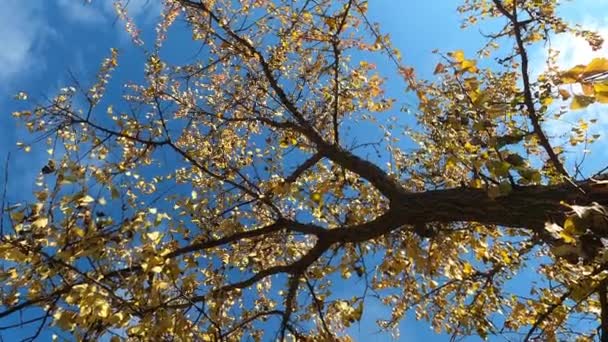 Autumn Leaves Blue Sky Nice Colorful Leafs Beautiful Blue Sky — Stock Video