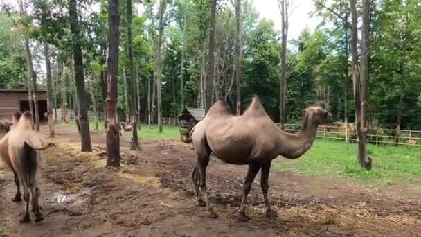 Baktrianští Velbloudi Camelus Bactrianus Také Známý Jako Mongolský Velbloud Nebo — Stock video