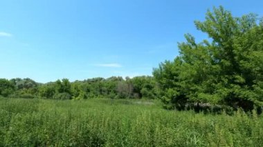 Mavi gökyüzüne karşı bir sıra yeşil ağaç ve çalılar. Yeşil tarla ve mavi gökyüzü.