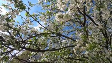 Mavi gökyüzüne karşı çiçek açan kiraz. Kiraz çiçekleri. Bahar arkaplanı.