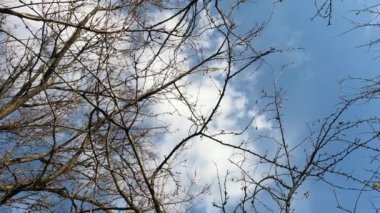 Sonbahar yaprakları mavi gökyüzüne karşı. Mavi bulutlu gökyüzünün arka planında çıplak dallar. Sonbaharın sonları ve kopyalanmış yapraklar. Gökyüzünün arka planındaki soyut dalları biçimlendir