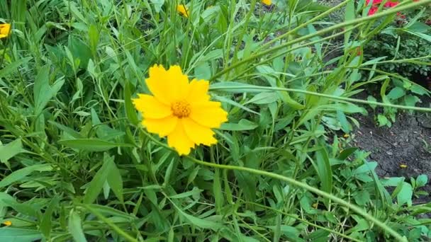 Hermosas Flores Amarillas Coreopsis Lanceolata Tomado Principios Del Verano — Vídeos de Stock