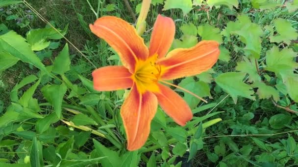 Pomarańczowe Kwiaty Lilii Naturze Uroczy Kwitnący Delikatny Kwiat Lilii Letnie — Wideo stockowe