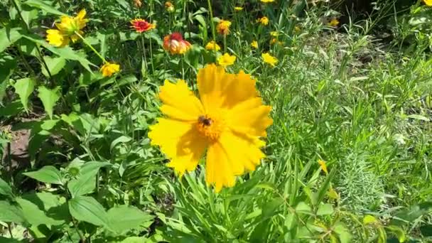 Lindas Flores Amarelas Coreopsis Lanceolata Tomado Início Verão — Vídeo de Stock