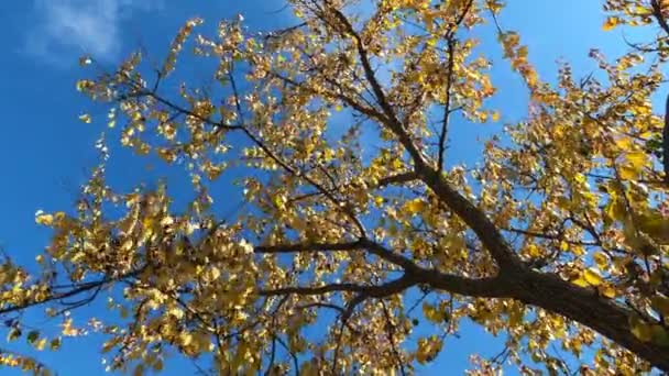 秋天的叶子映衬着蓝天 美丽的蓝天上美丽的多彩的树叶 金秋树 印度的夏天 上个暖季的奥图纳尔 秋天的象征 — 图库视频影像