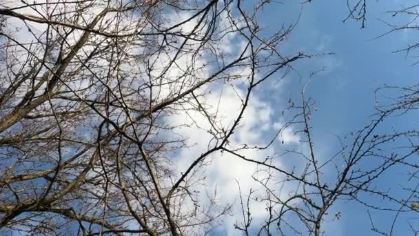 Herbstliche Blätter Vor Blauem Himmel Kahle Zweige Vor Blauem Bewölkten — Stockvideo