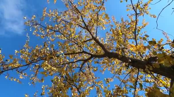 秋は青空に背を向ける 美しい青空の上で素敵なカラフルな葉 黄金の紅葉 インドの夏 秋最後の暖かい季節 秋のシンボル — ストック動画